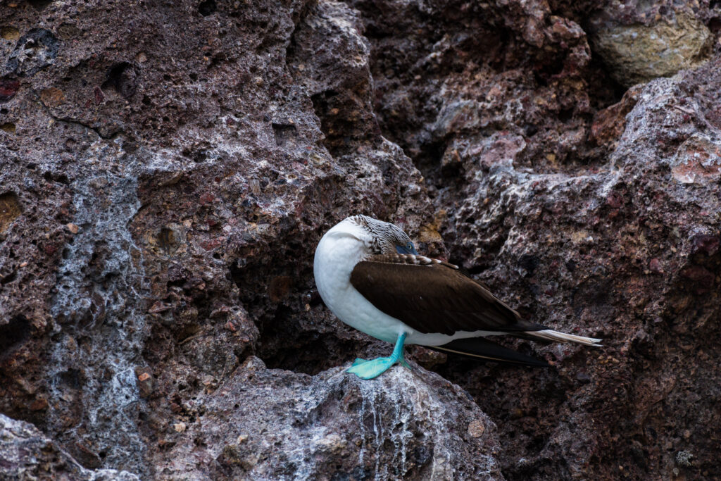 Blue-footed booby hiding perched on rocks near Puerto Vallarta