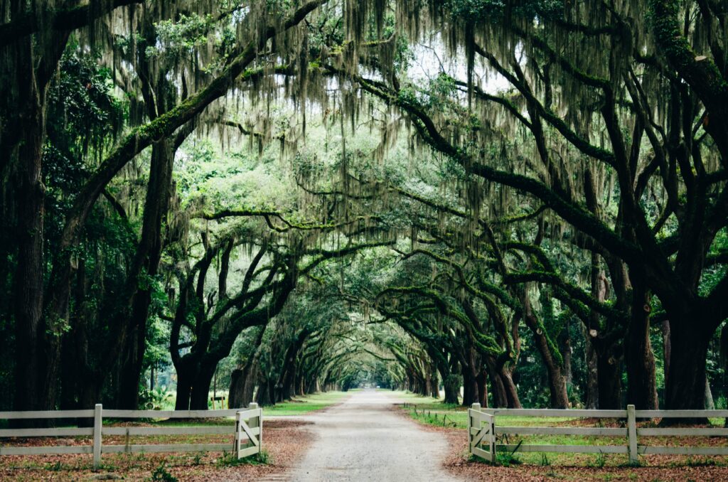 Live oak trees covered in Spanish moss line a road running directly away from the camera. There is an white, wooden gate open in the foreground
