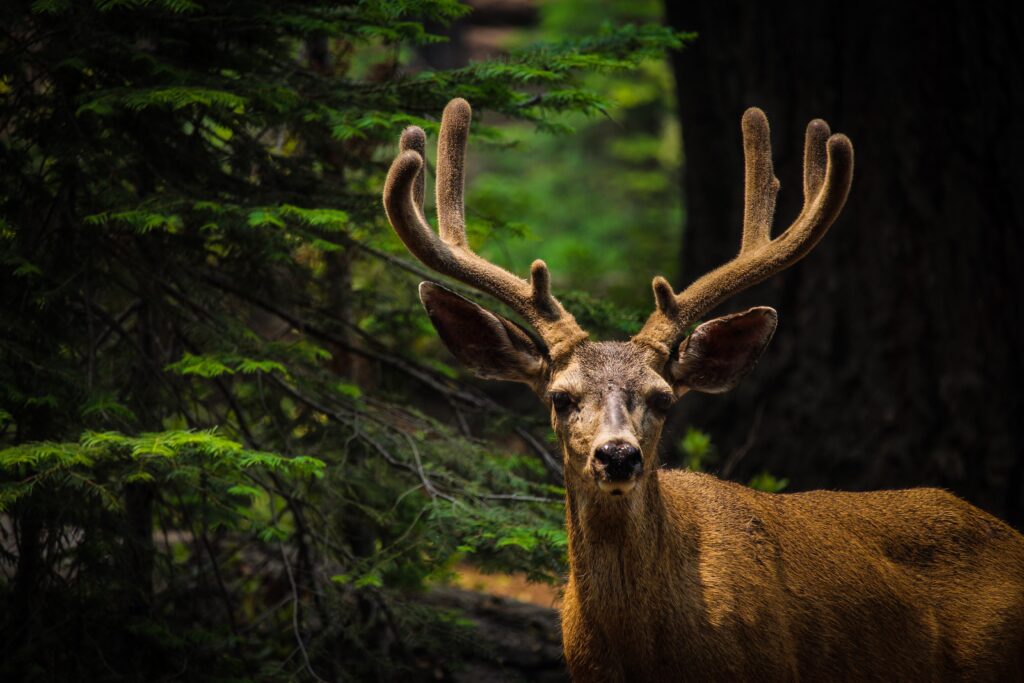 A deer with antlers looks near the camera in Yosemite National Park