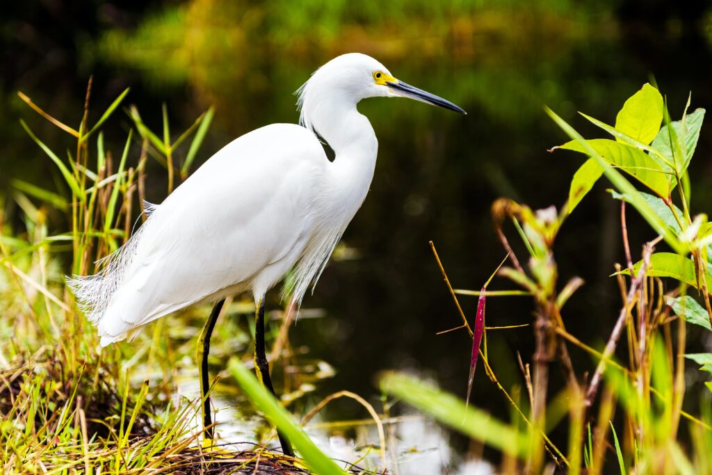 A white egret in the Everglades National Park