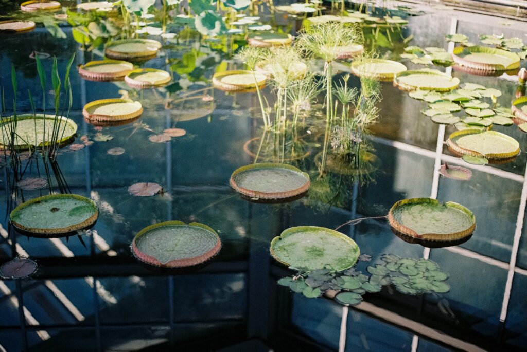 Water lilies grow in a pond at the Palmengarten in Frankfurt