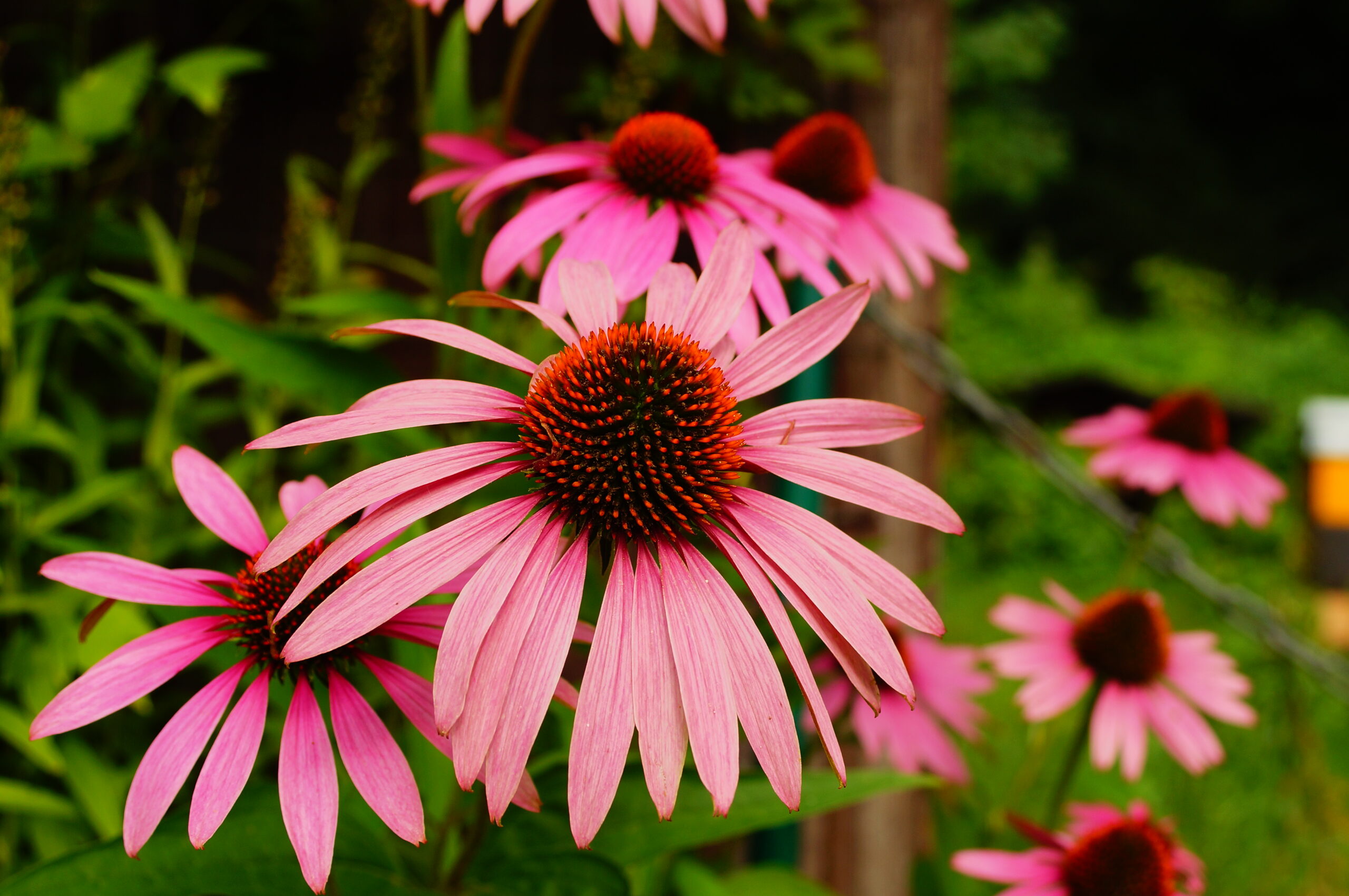 Close-up of the flower of an Echinacea purpurea in the Botanical Garden in Frankfurt. A plant used horticulturally and medicinally