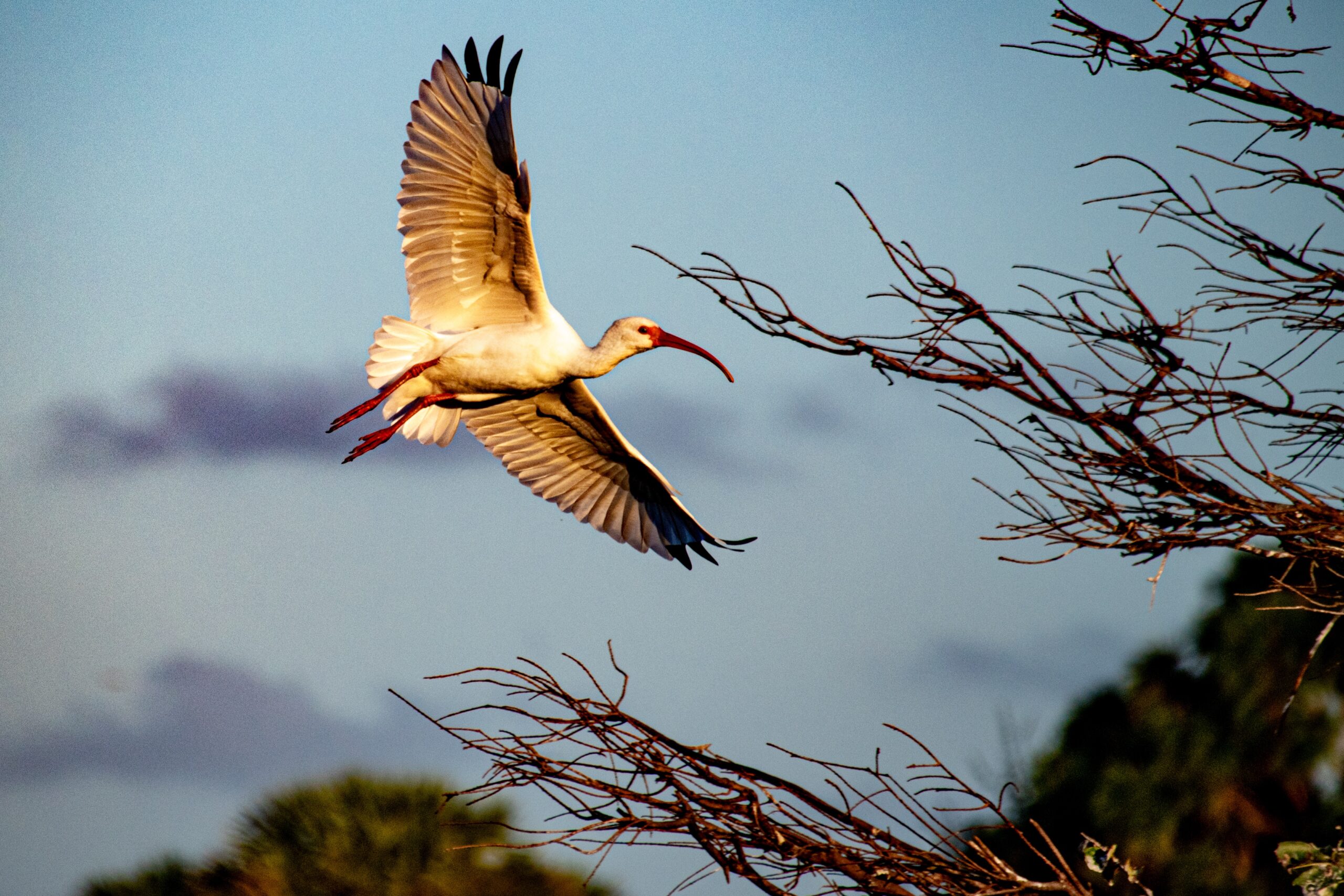 A stork flies through the air