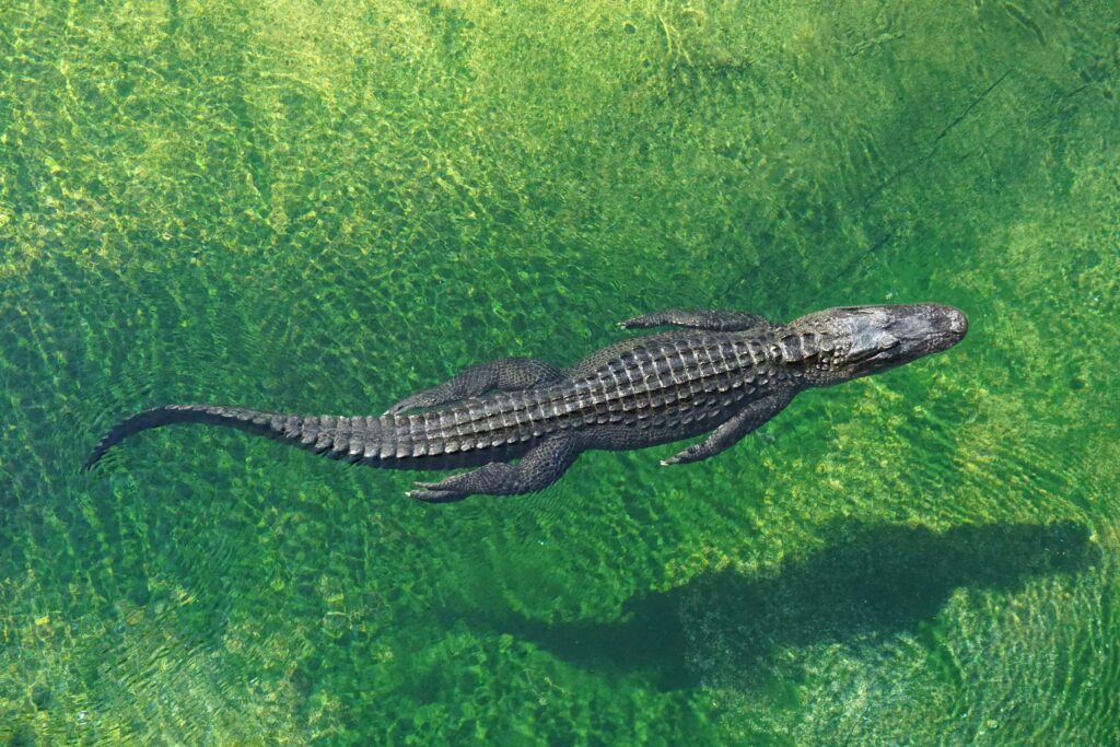 An American alligator floats in green water