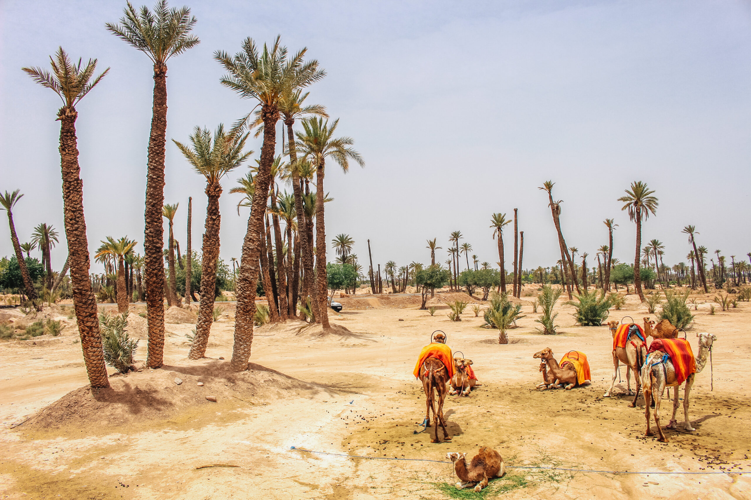 Things to do in Marrakech