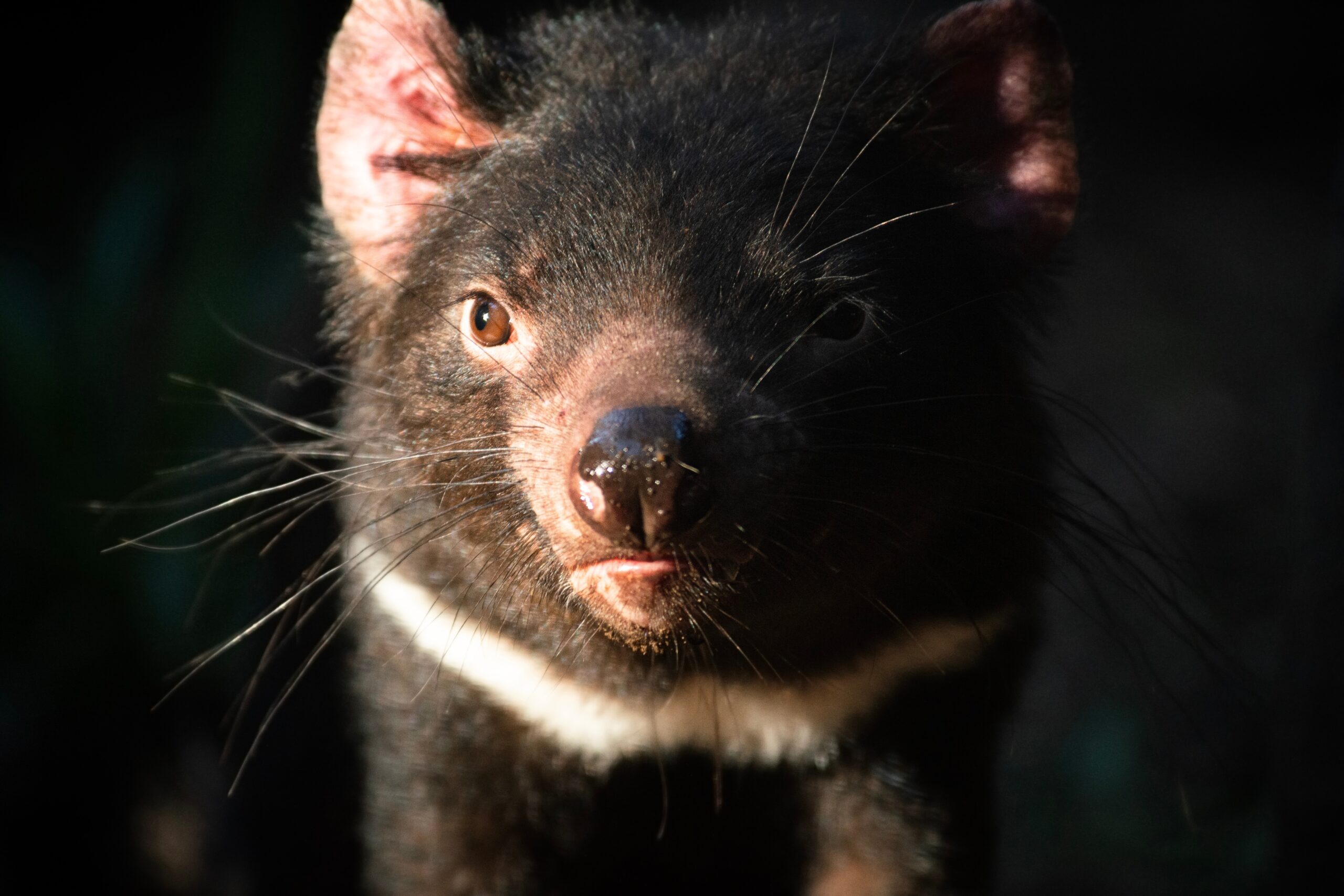 Things to do in Hobart
