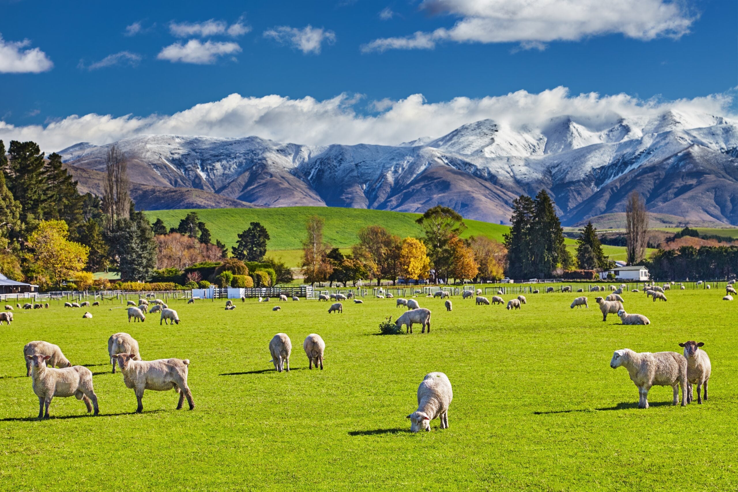 Discover New Zealand: A Land of Epic Adventures with Gray Line