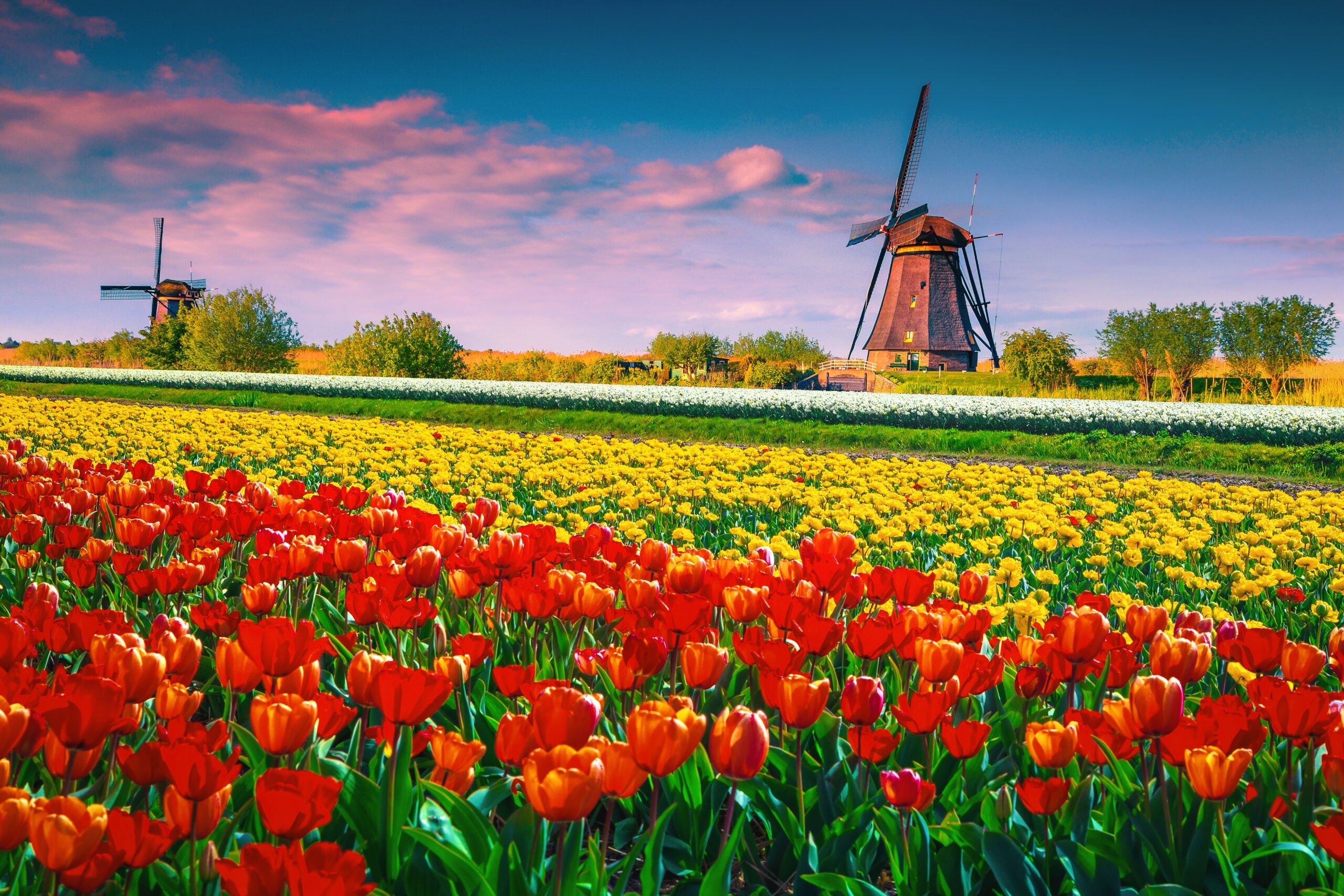 Spring Flowers Around the World: Best Places to See Blooms in Amsterdam, Hoi An, and Shanghai